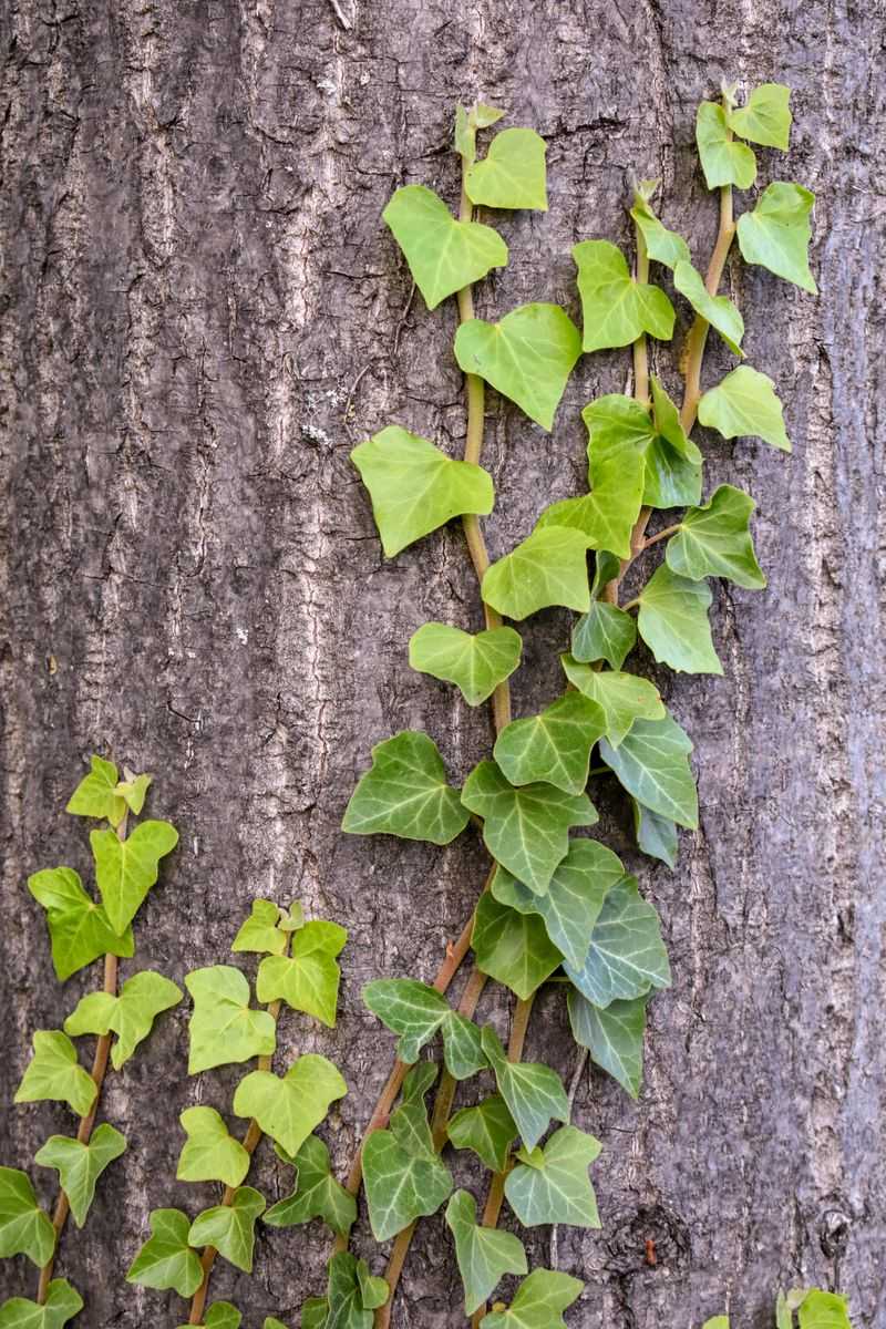 English Ivy