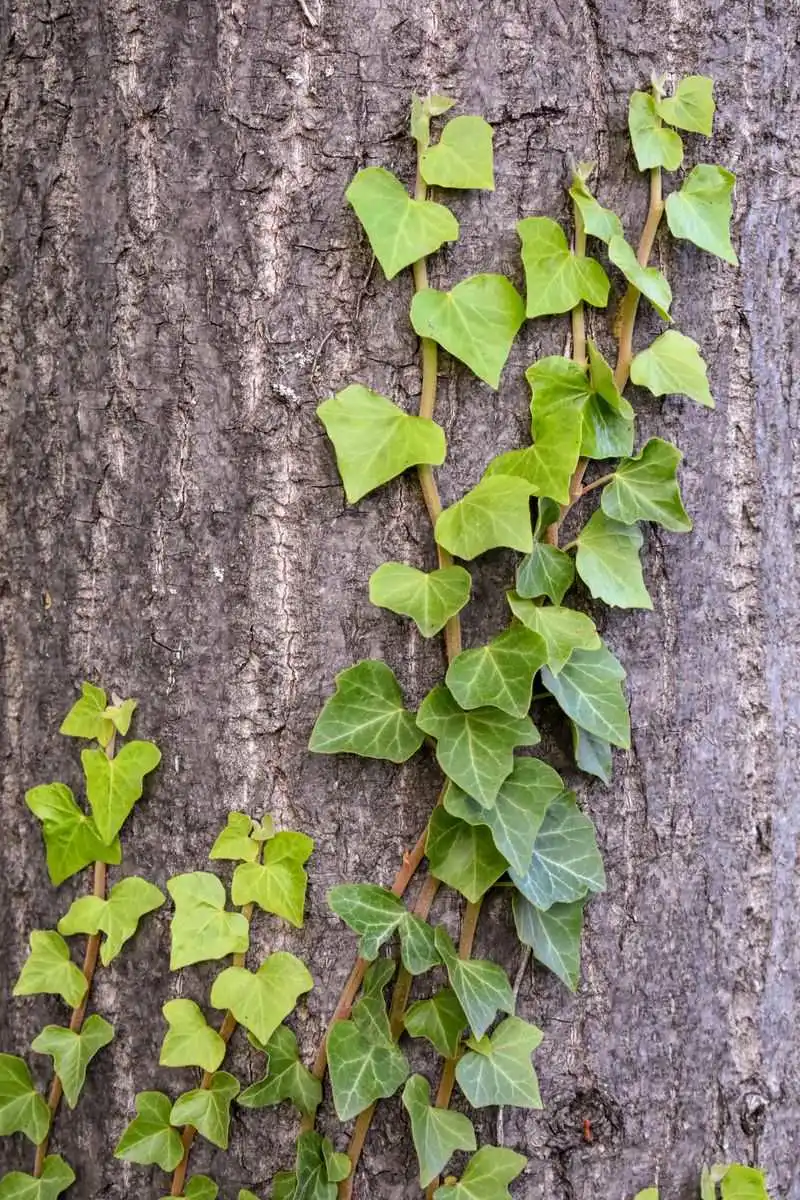 English Ivy