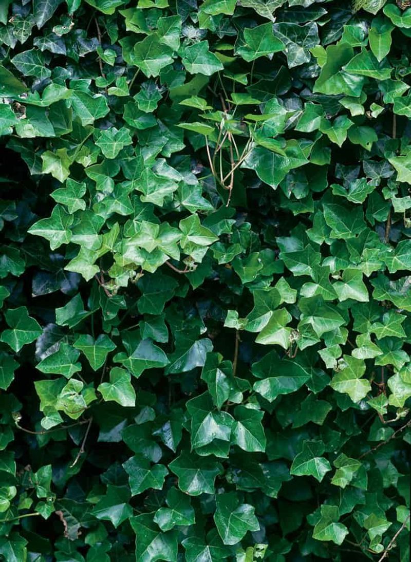 English Ivy