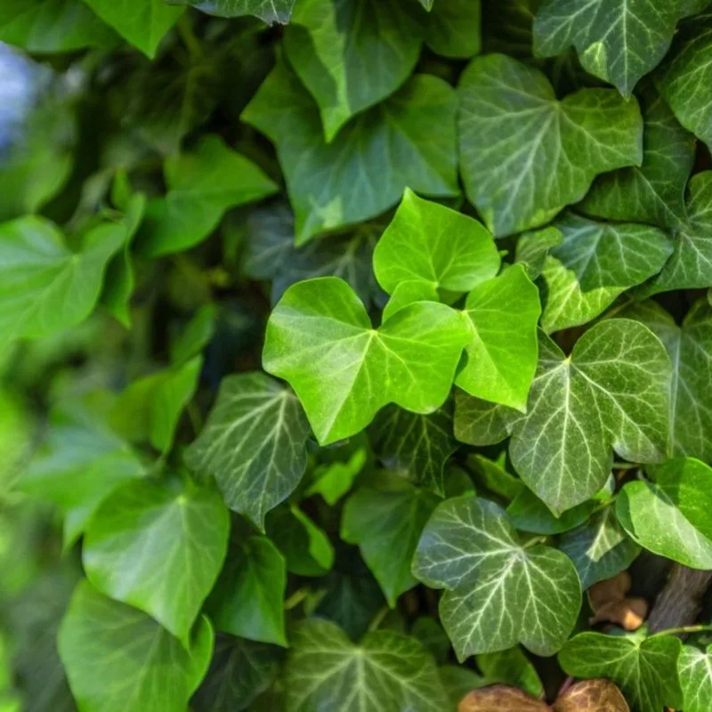 English Ivy