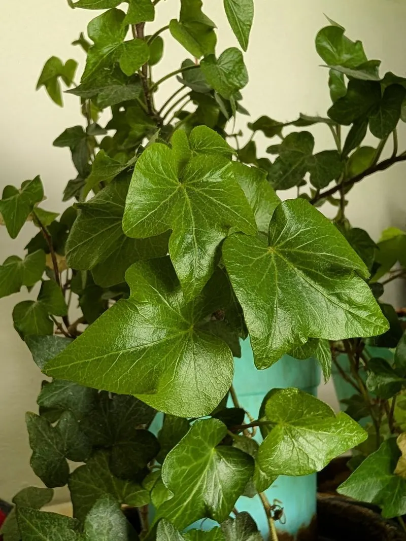 English Ivy