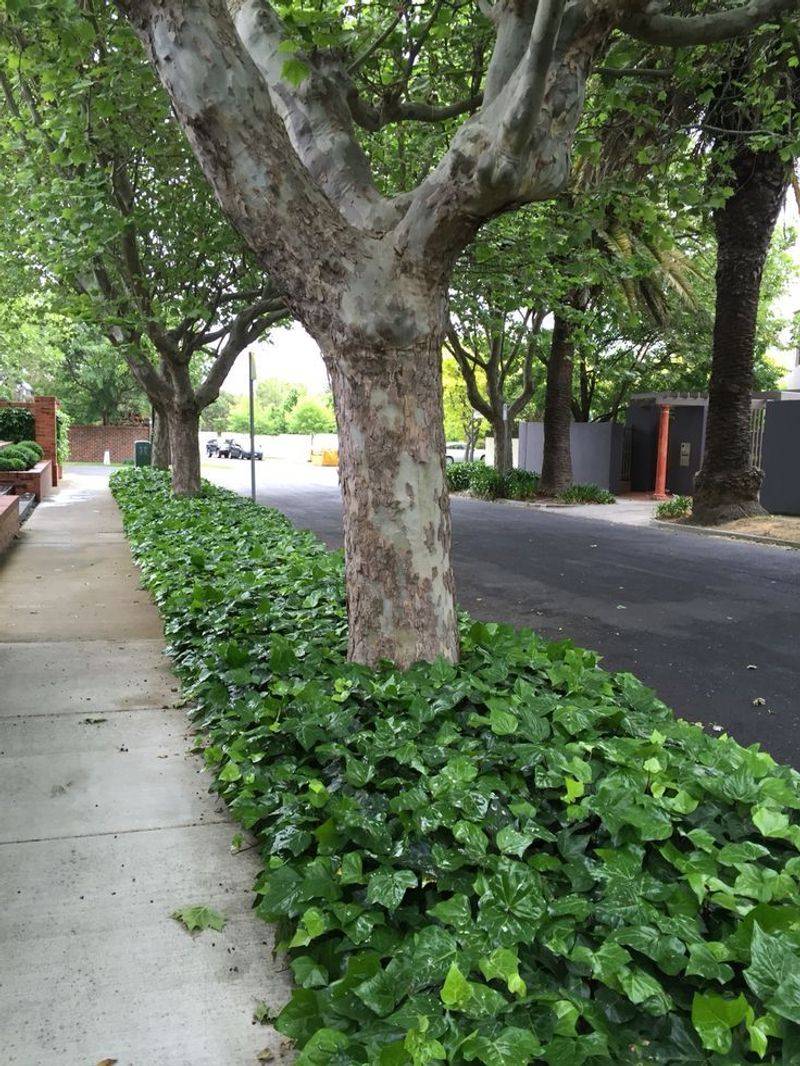 English Ivy