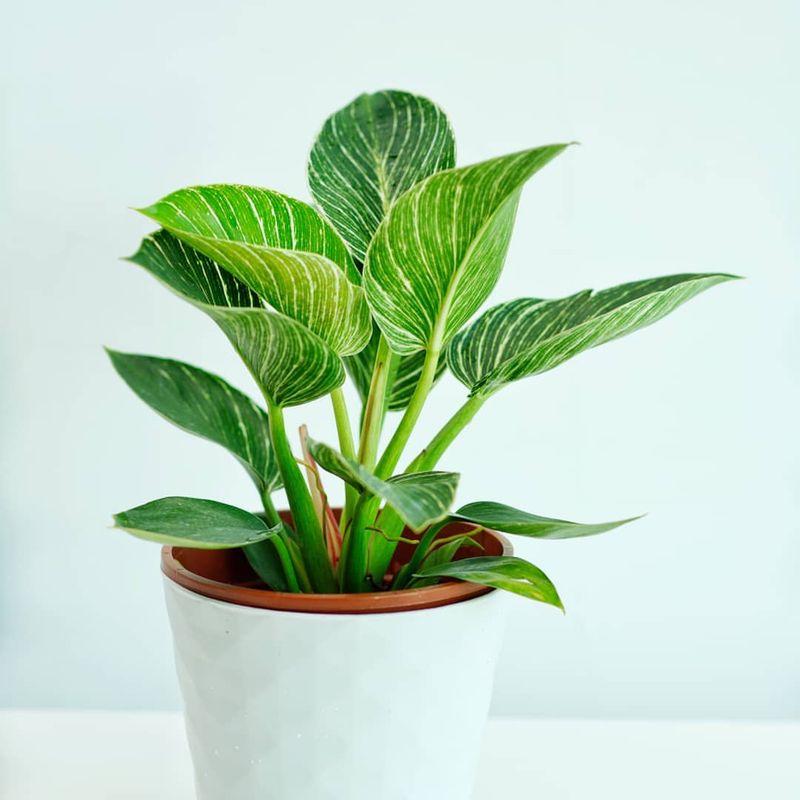 ZZ Plant (Zamioculcas zamiifolia)