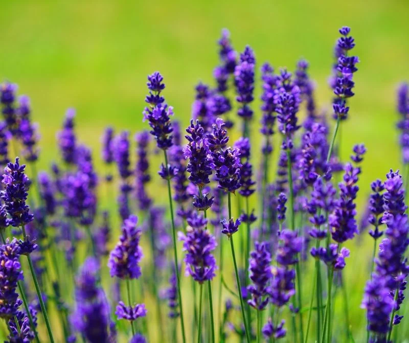 English Lavender