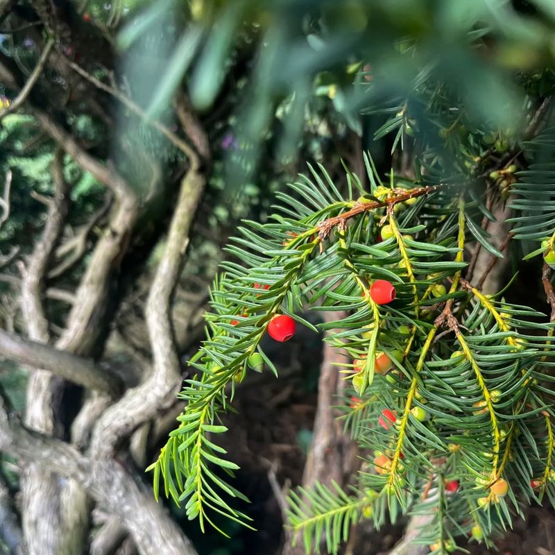 English Yew
