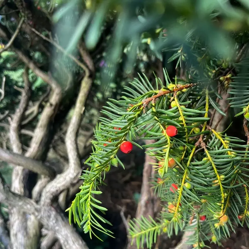 English Yew