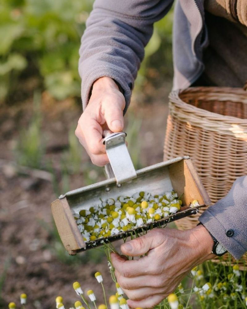 Natural Exfoliant for Gardeners