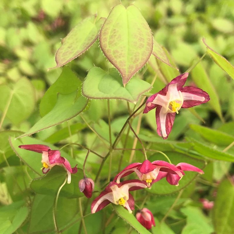 Epimedium