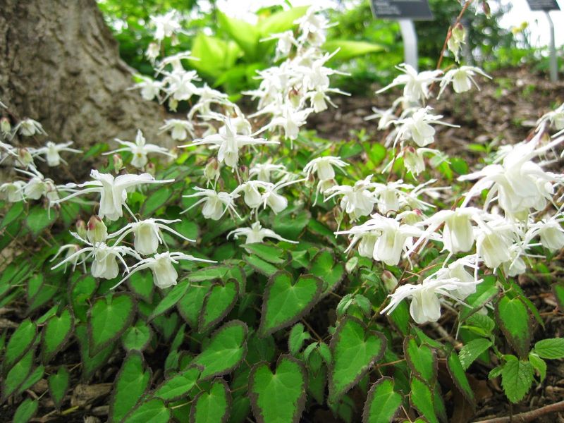 Epimedium