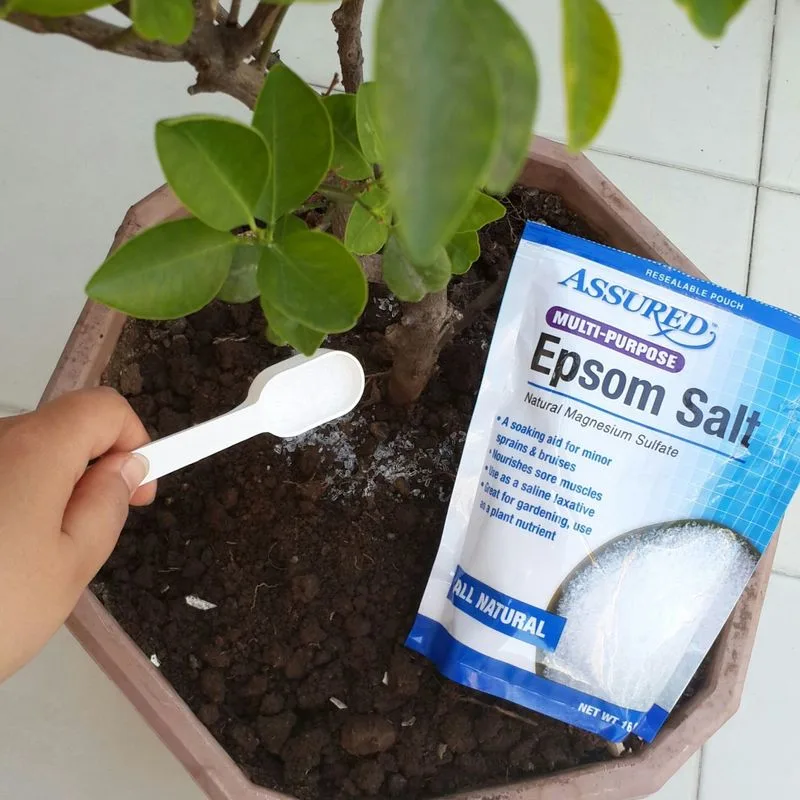 Epsom Salt for Plant Growth