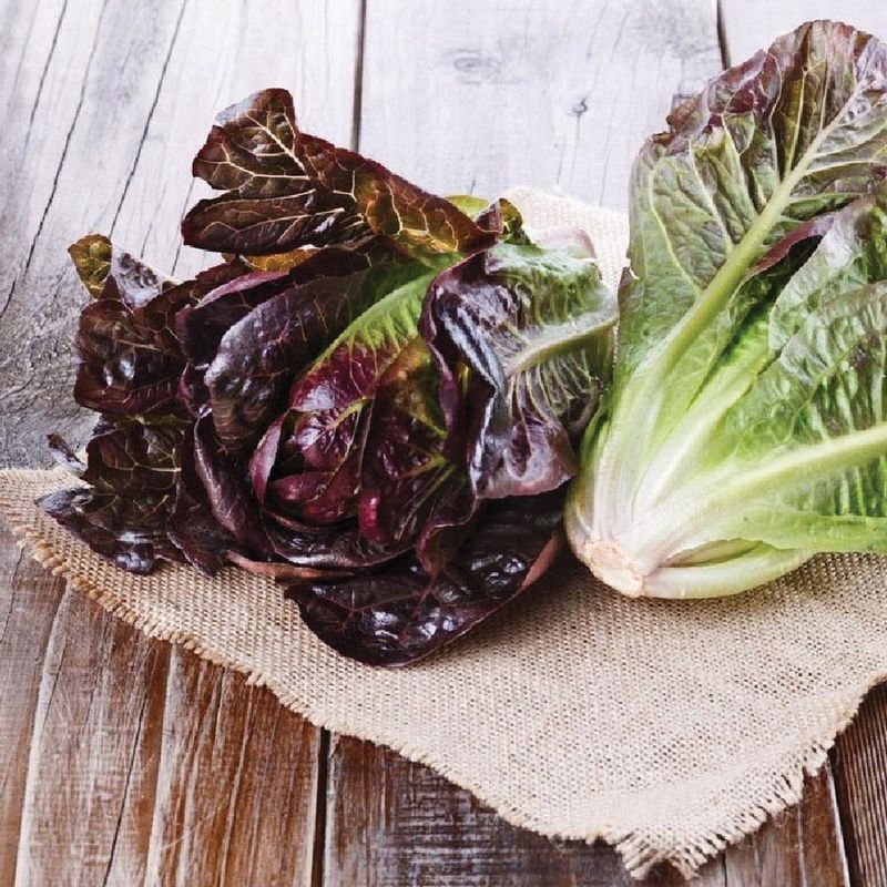 Red Leaf Lettuce