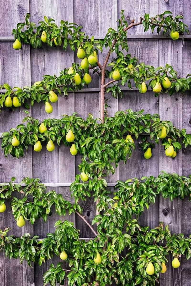 Espalier Fruit Trees