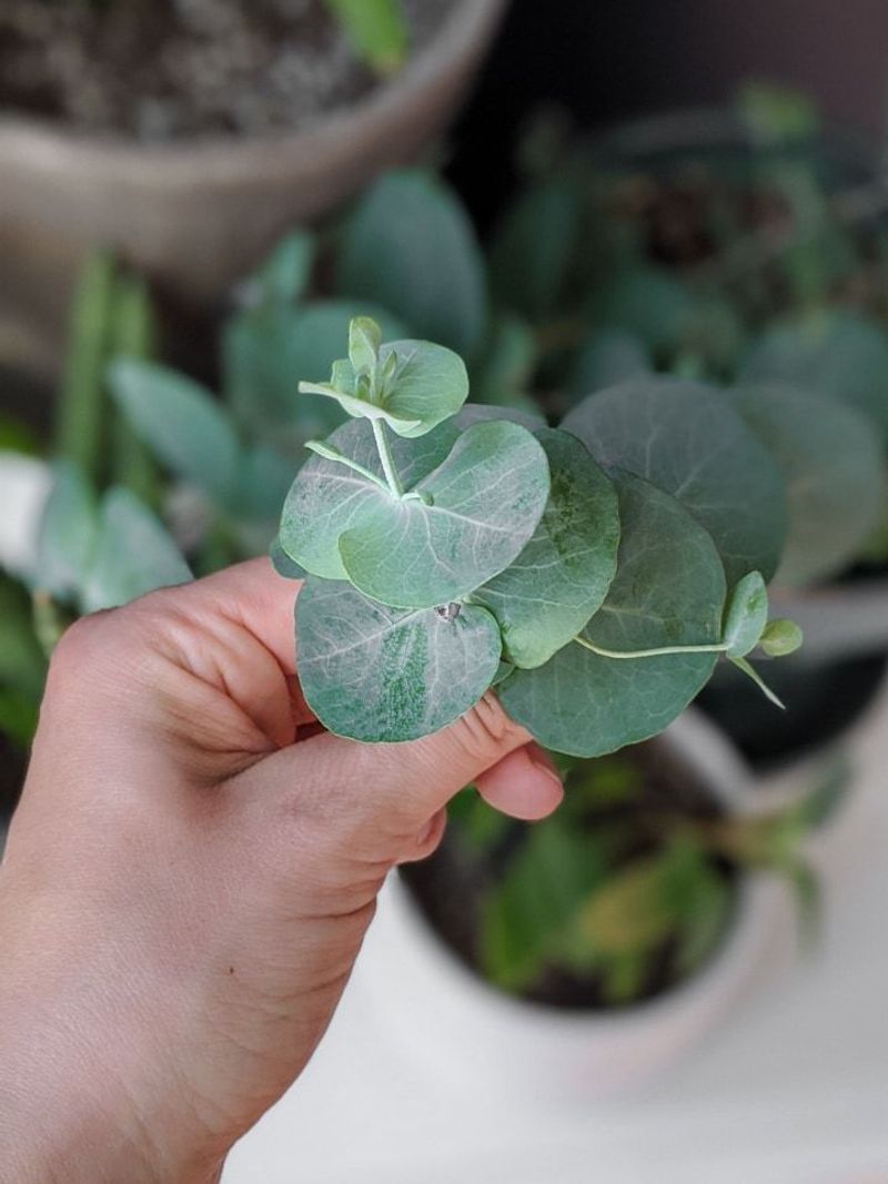 Eucalyptus