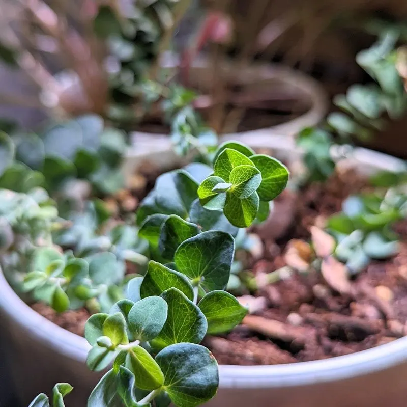 Eucalyptus