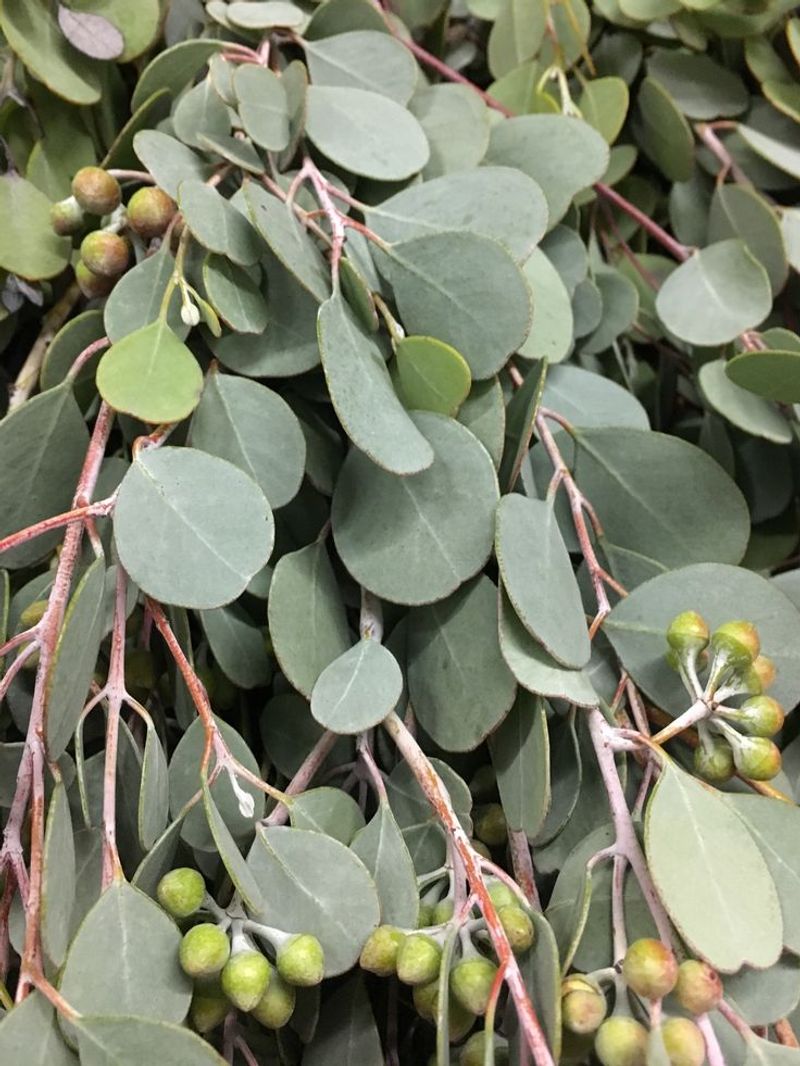 Eucalyptus