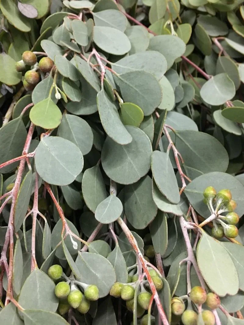 Eucalyptus