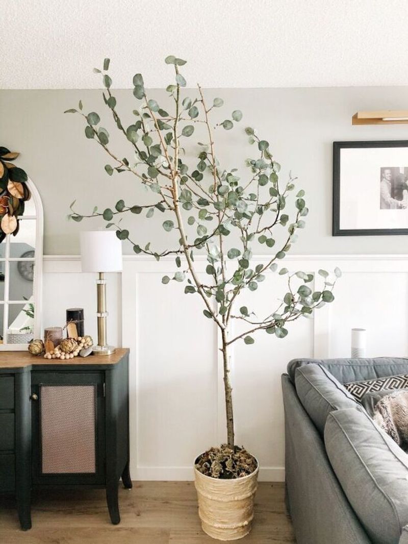 Eucalyptus