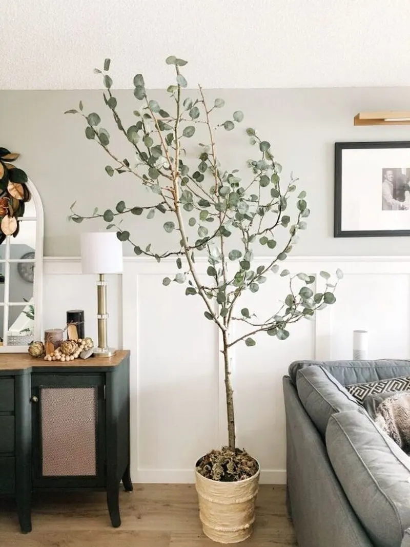 Eucalyptus