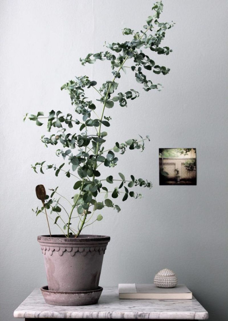 Eucalyptus