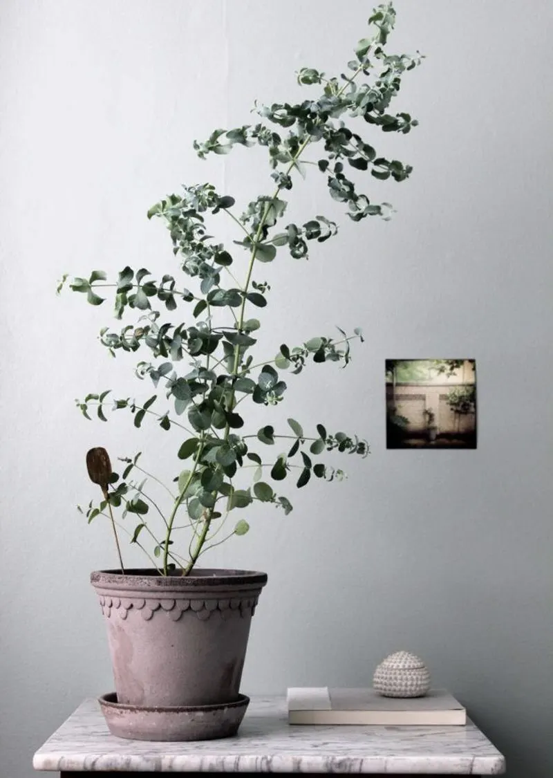 Eucalyptus