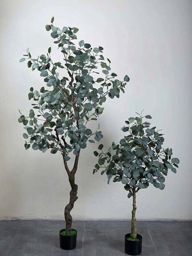 Eucalyptus