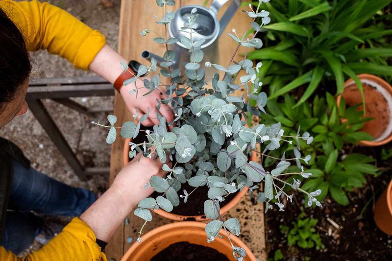 Eucalyptus