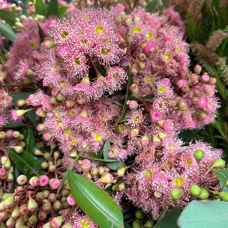 Eucalyptus
