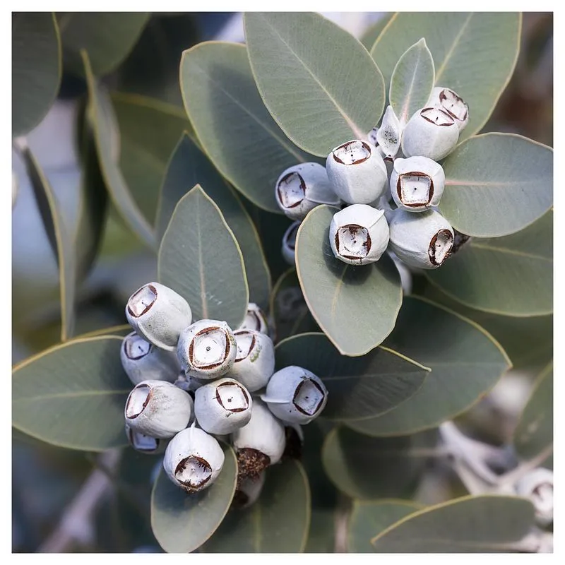 Eucalyptus
