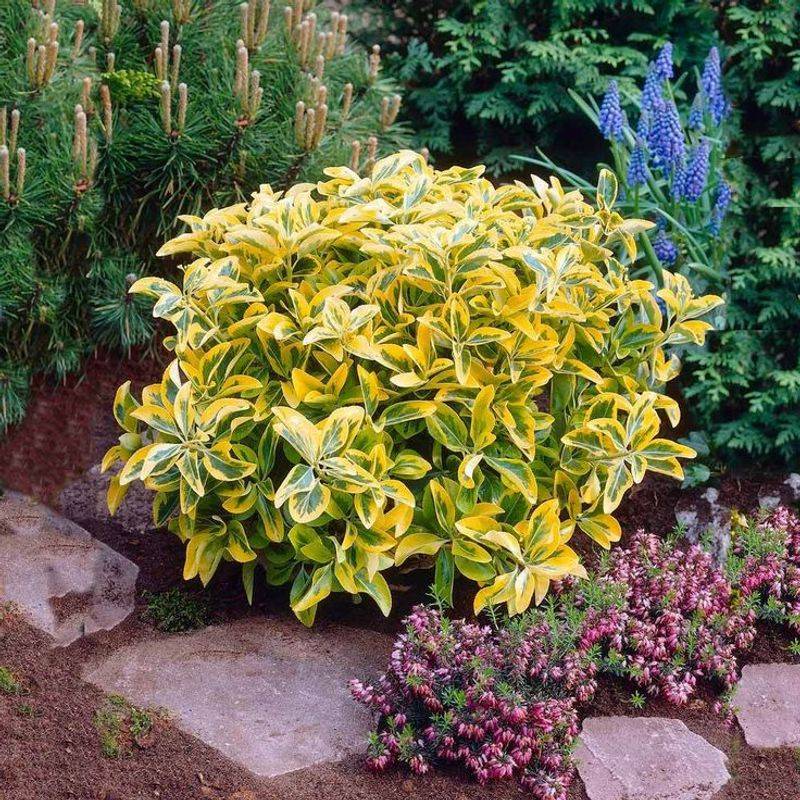 Euonymus