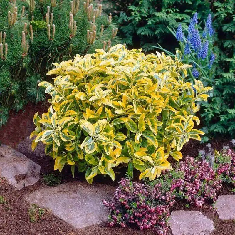 Euonymus
