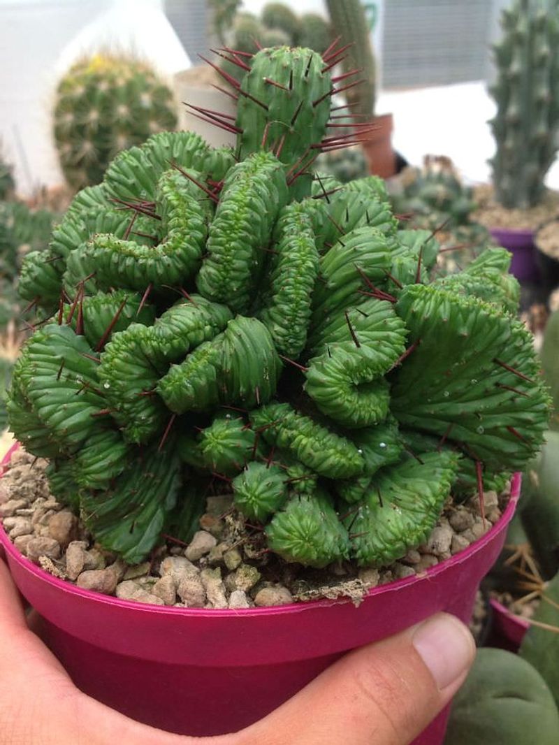 Euphorbia