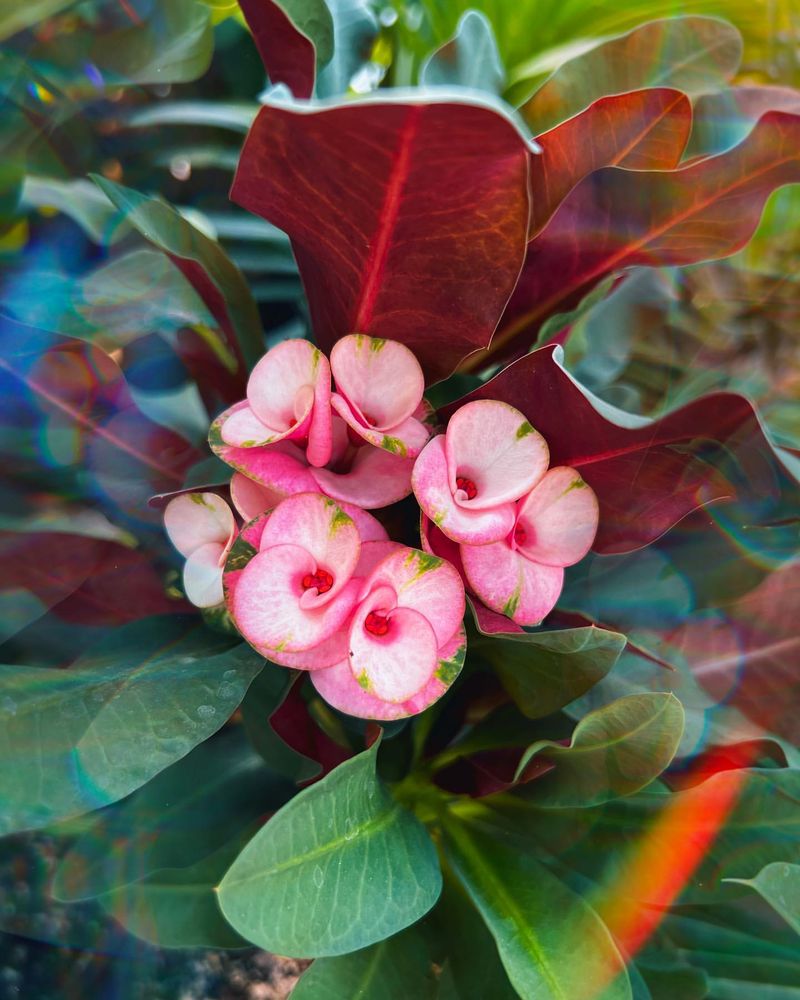 Euphorbia