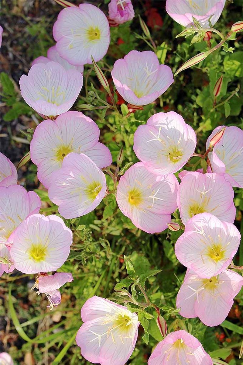 Evening Primrose