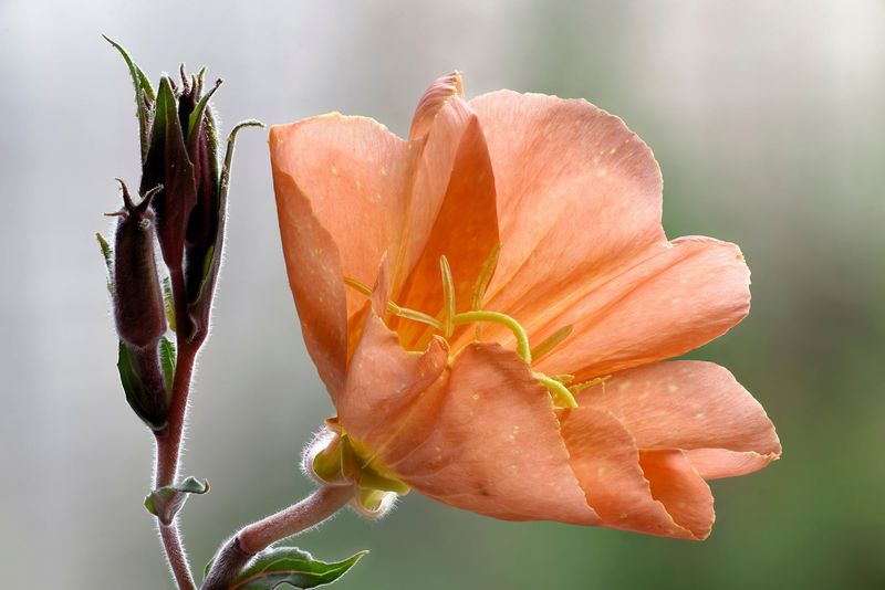 Evening Primrose