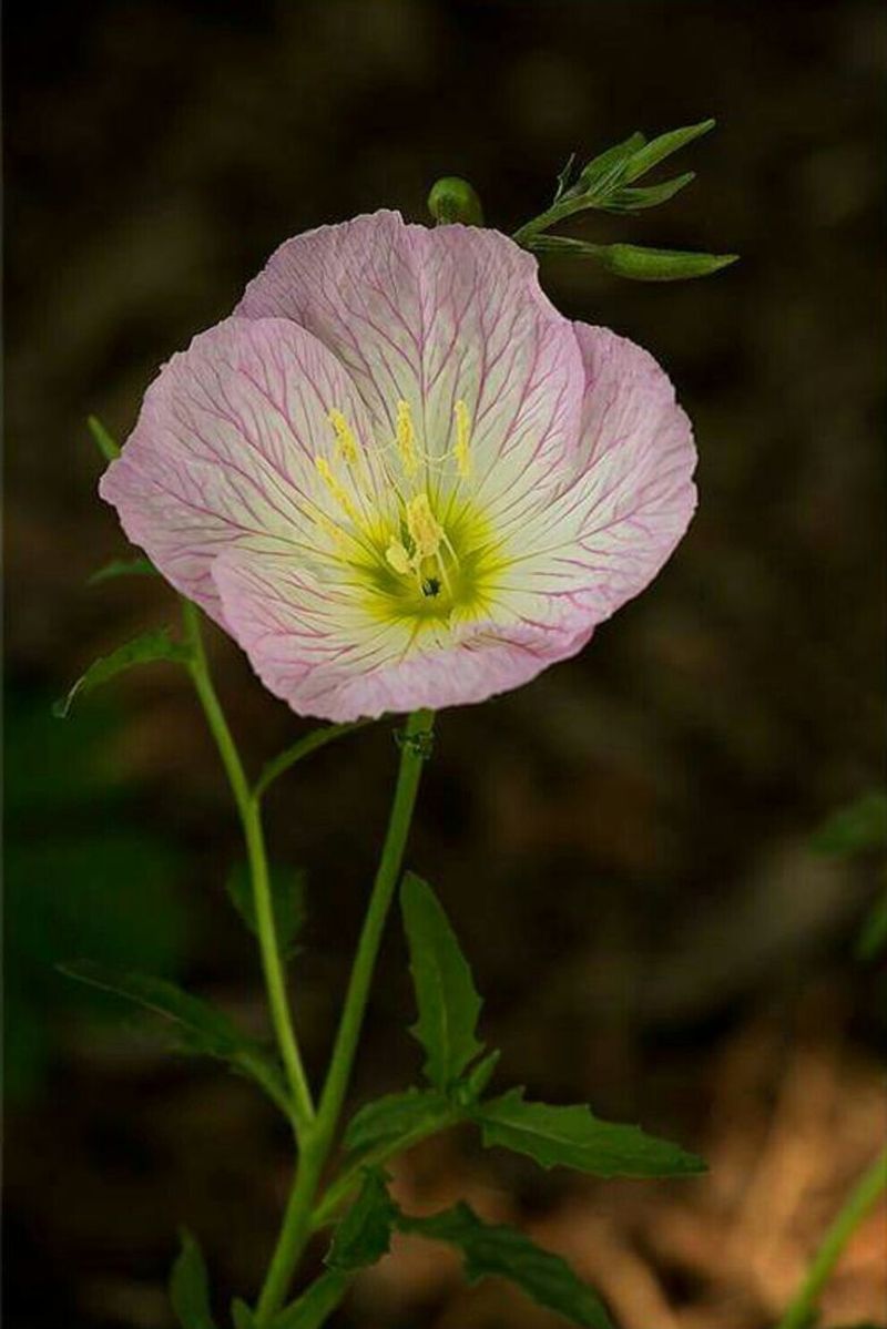 Evening Primrose