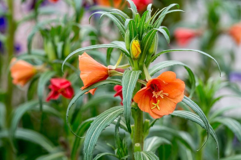 Evening Primrose