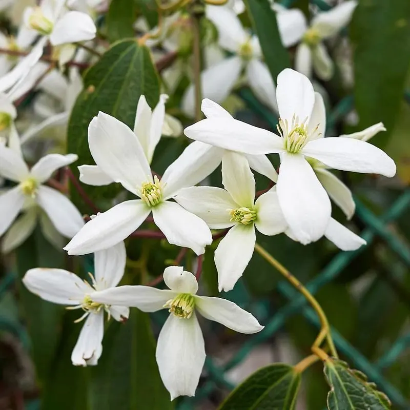 Evergreen Clematis (Clematis armandii)