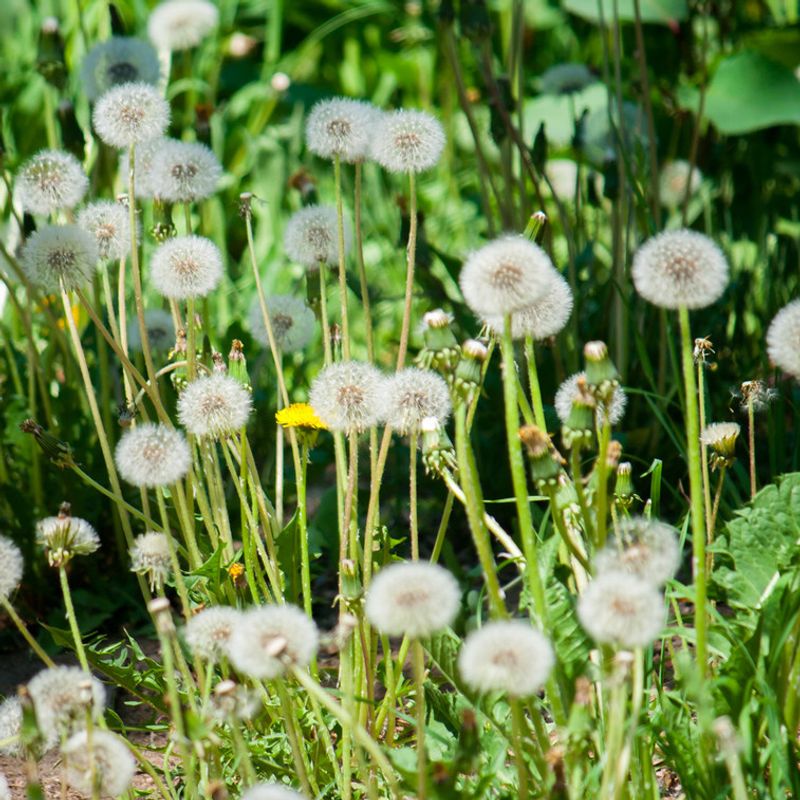 Excessive Weed Growth