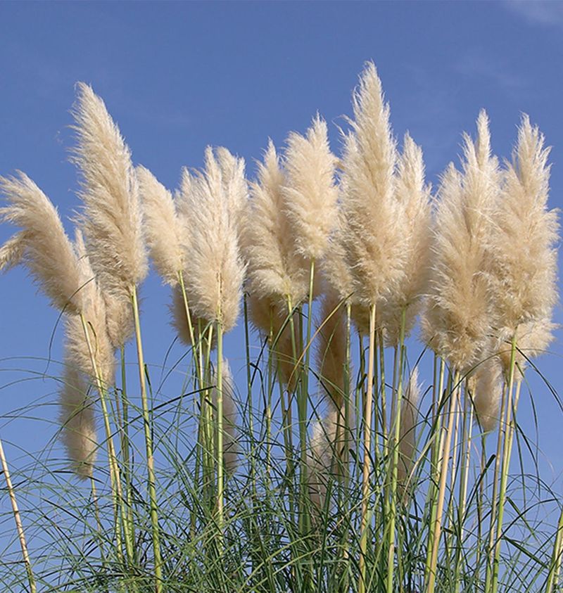 Exotic Ornamental Grasses