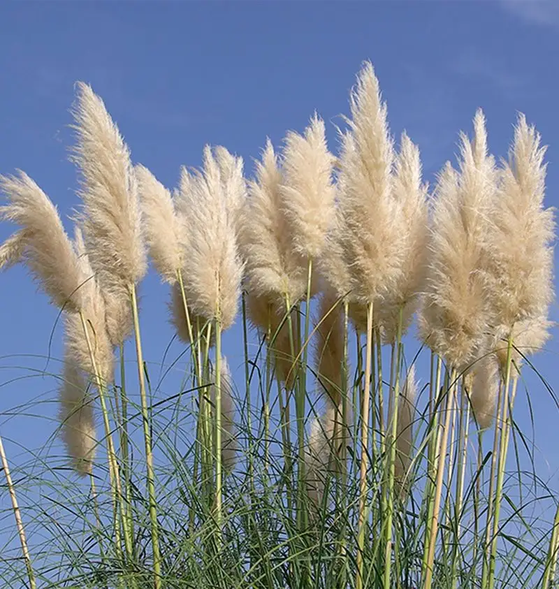 Exotic Ornamental Grasses