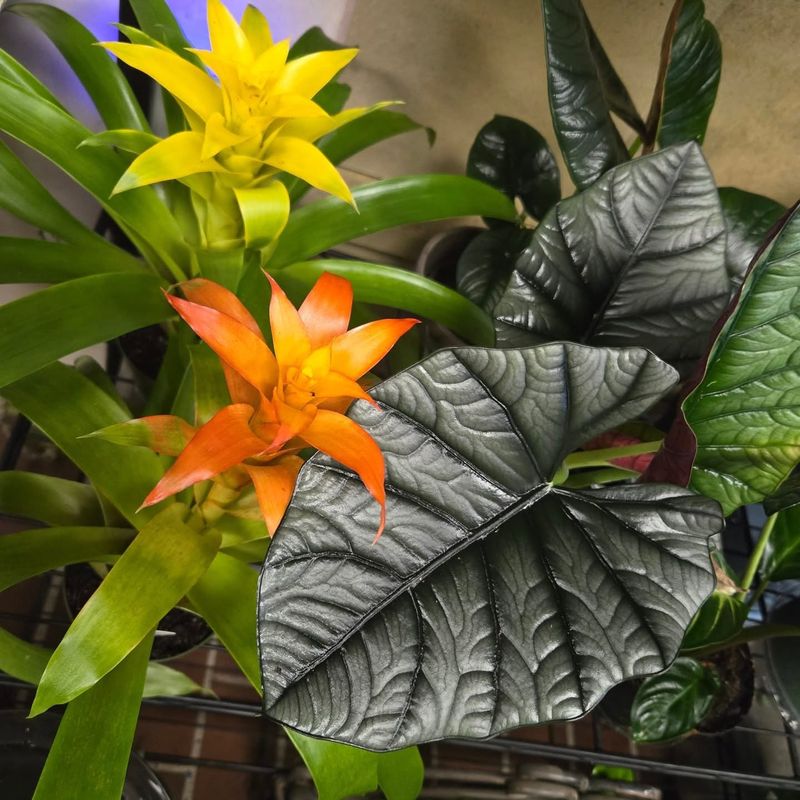 Exotic Plant Collections