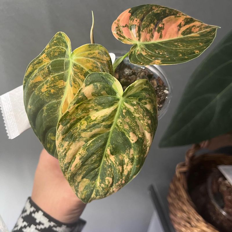 Exotic Plant Obsession