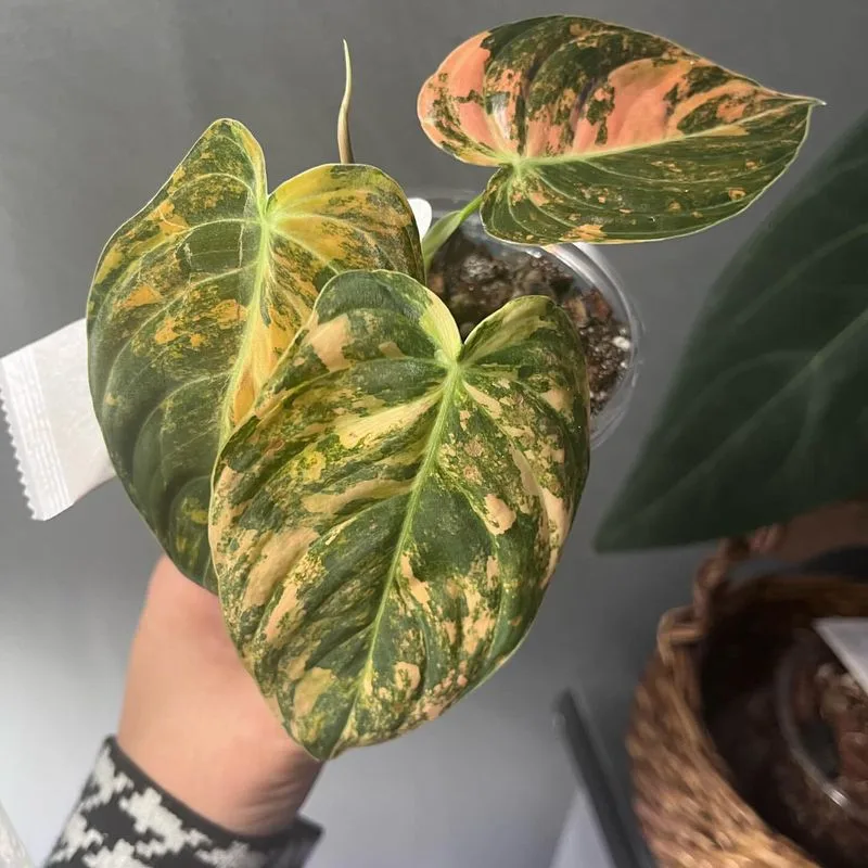Exotic Plant Obsession