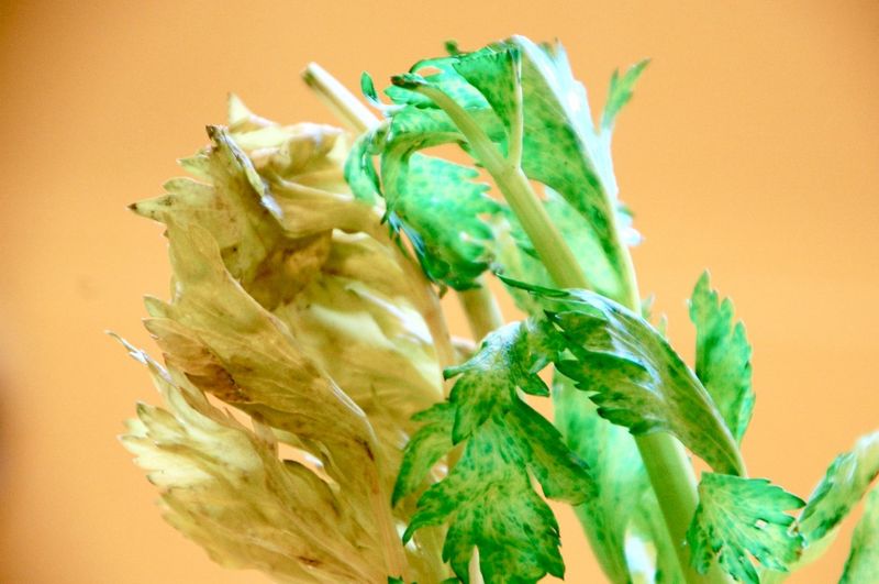 Experiment with Plant Food
