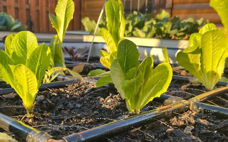 Fail #2: Ignoring Soil Quality