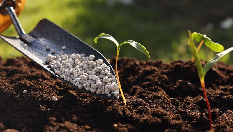 Failing to Fertilize Appropriately