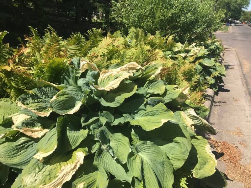 Failing to Recognize Plant Stress