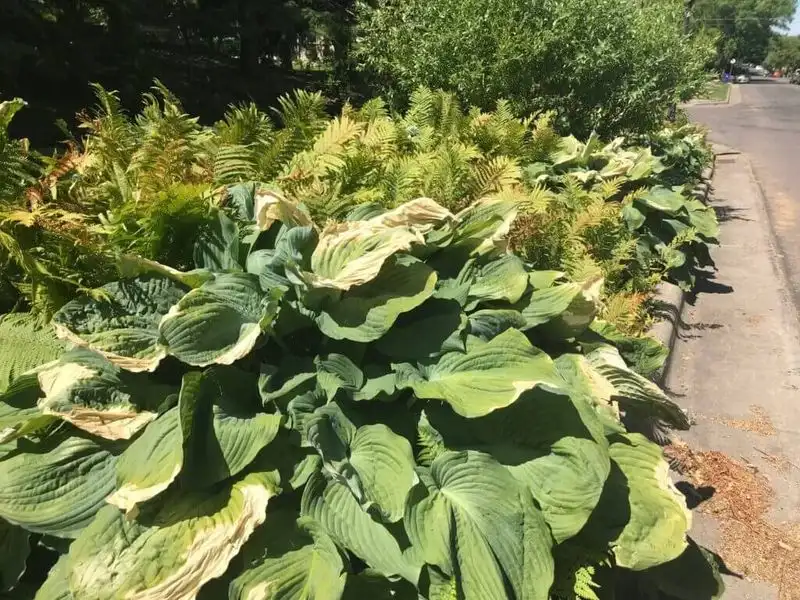 Failing to Recognize Plant Stress