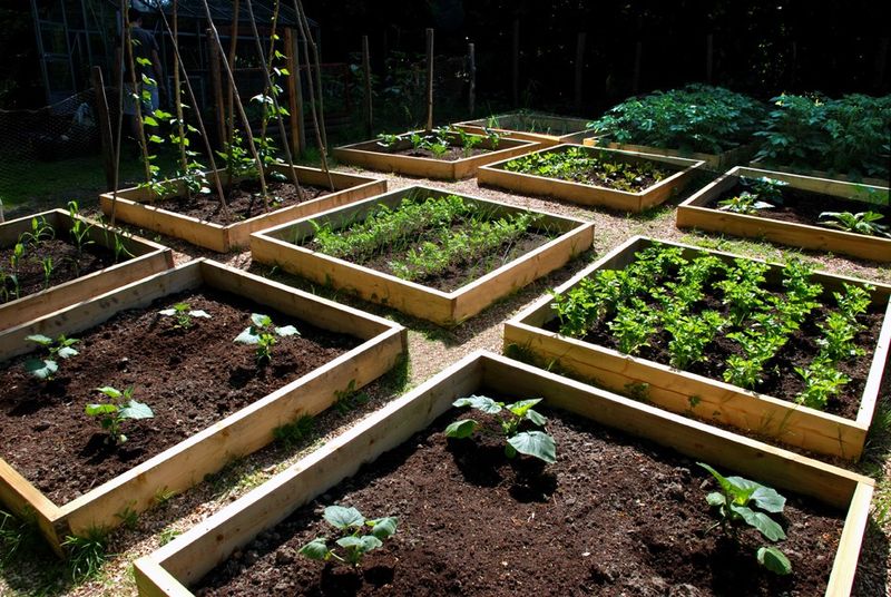 Farm-to-Table Initiatives