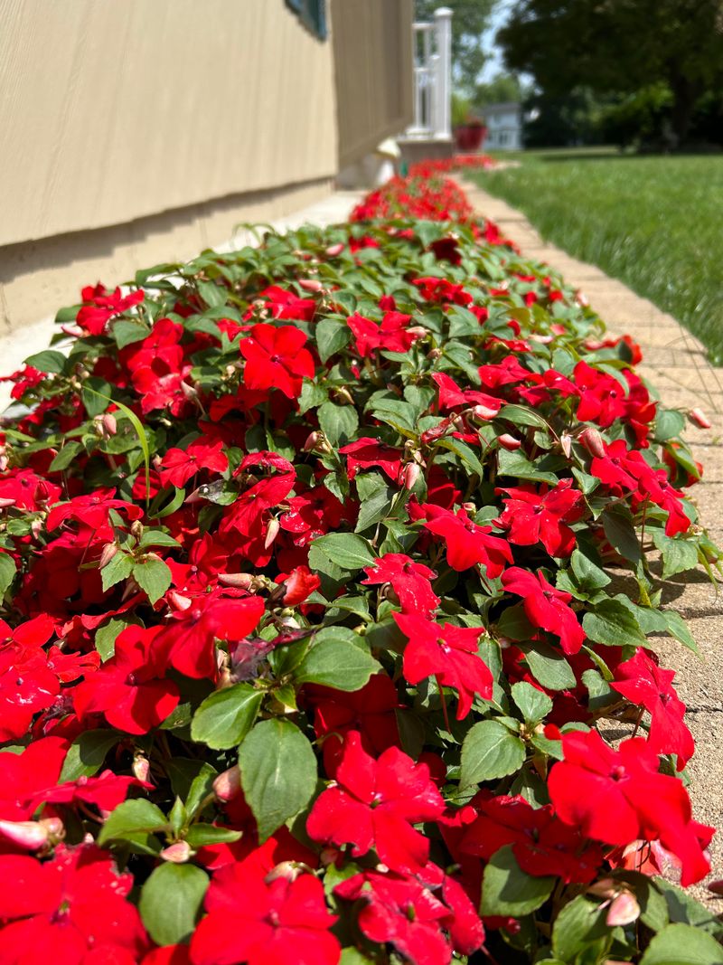 Plants That Need Frequent Watering (e.g., Impatiens)